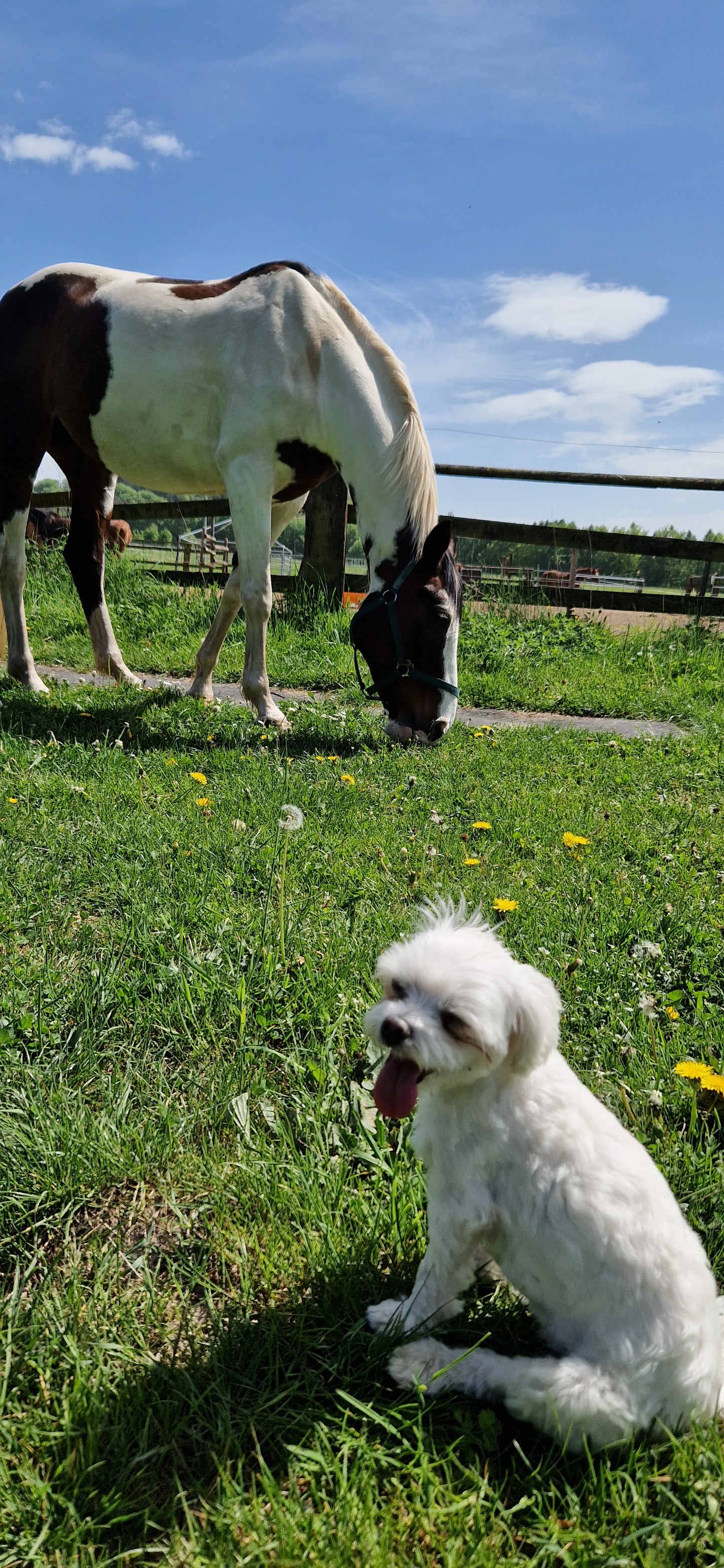 Verdauungs-Elixier für Pferde